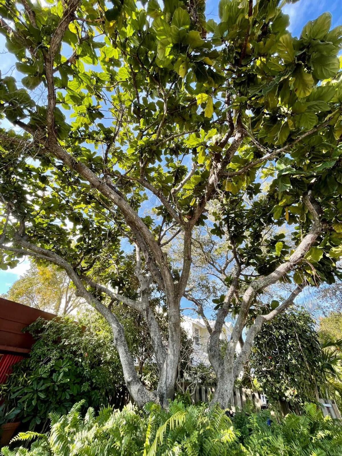 Delight And Cozy Apt Close To Las Olas & The Beach Fort Lauderdale Kültér fotó